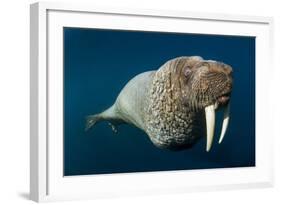 Underwater Walrus, Hudson Bay, Nunavut, Canada-Paul Souders-Framed Photographic Print