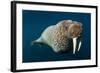 Underwater Walrus, Hudson Bay, Nunavut, Canada-Paul Souders-Framed Photographic Print
