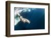 Underwater Walrus, Hudson Bay, Nunavut, Canada-Paul Souders-Framed Photographic Print