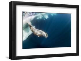 Underwater Walrus, Hudson Bay, Nunavut, Canada-Paul Souders-Framed Photographic Print