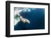 Underwater Walrus, Hudson Bay, Nunavut, Canada-Paul Souders-Framed Photographic Print