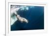 Underwater Walrus, Hudson Bay, Nunavut, Canada-Paul Souders-Framed Photographic Print