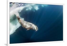 Underwater Walrus, Hudson Bay, Nunavut, Canada-Paul Souders-Framed Photographic Print