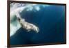 Underwater Walrus, Hudson Bay, Nunavut, Canada-Paul Souders-Framed Photographic Print