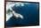 Underwater Walrus, Hudson Bay, Nunavut, Canada-Paul Souders-Framed Photographic Print