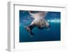 Underwater Walrus, Hudson Bay, Nunavut, Canada-Paul Souders-Framed Photographic Print