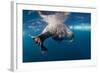 Underwater Walrus, Hudson Bay, Nunavut, Canada-Paul Souders-Framed Photographic Print