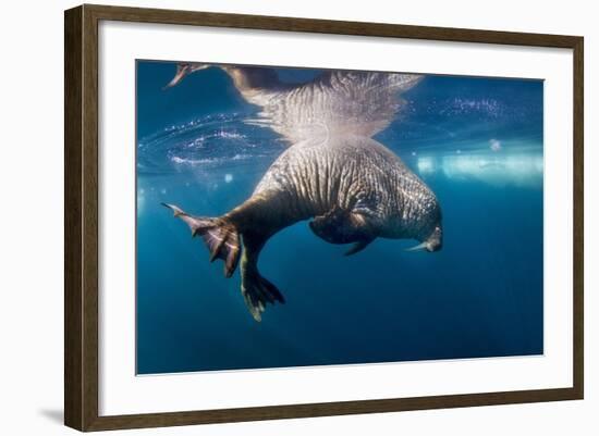 Underwater Walrus, Hudson Bay, Nunavut, Canada-Paul Souders-Framed Photographic Print