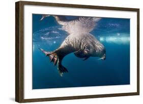 Underwater Walrus, Hudson Bay, Nunavut, Canada-Paul Souders-Framed Photographic Print