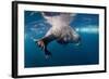 Underwater Walrus, Hudson Bay, Nunavut, Canada-Paul Souders-Framed Photographic Print