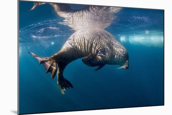 Underwater Walrus, Hudson Bay, Nunavut, Canada-Paul Souders-Mounted Photographic Print