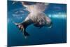 Underwater Walrus, Hudson Bay, Nunavut, Canada-Paul Souders-Mounted Photographic Print