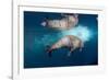 Underwater Walrus, Hudson Bay, Nunavut, Canada-Paul Souders-Framed Photographic Print