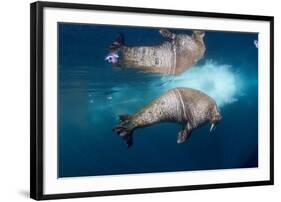 Underwater Walrus, Hudson Bay, Nunavut, Canada-Paul Souders-Framed Photographic Print