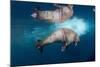 Underwater Walrus, Hudson Bay, Nunavut, Canada-Paul Souders-Mounted Photographic Print