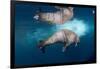 Underwater Walrus, Hudson Bay, Nunavut, Canada-Paul Souders-Framed Photographic Print