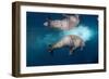 Underwater Walrus, Hudson Bay, Nunavut, Canada-Paul Souders-Framed Photographic Print