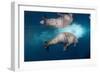 Underwater Walrus, Hudson Bay, Nunavut, Canada-Paul Souders-Framed Photographic Print