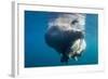 Underwater Walrus, Hudson Bay, Nunavut, Canada-Paul Souders-Framed Photographic Print