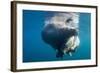 Underwater Walrus, Hudson Bay, Nunavut, Canada-Paul Souders-Framed Photographic Print