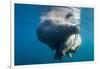 Underwater Walrus, Hudson Bay, Nunavut, Canada-Paul Souders-Framed Photographic Print