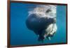 Underwater Walrus, Hudson Bay, Nunavut, Canada-Paul Souders-Framed Photographic Print