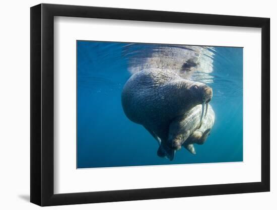 Underwater Walrus, Hudson Bay, Nunavut, Canada-Paul Souders-Framed Photographic Print