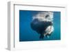 Underwater Walrus, Hudson Bay, Nunavut, Canada-Paul Souders-Framed Photographic Print