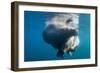 Underwater Walrus, Hudson Bay, Nunavut, Canada-Paul Souders-Framed Photographic Print