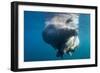 Underwater Walrus, Hudson Bay, Nunavut, Canada-Paul Souders-Framed Photographic Print