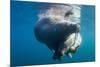 Underwater Walrus, Hudson Bay, Nunavut, Canada-Paul Souders-Mounted Photographic Print