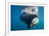 Underwater Walrus, Hudson Bay, Nunavut, Canada-Paul Souders-Framed Photographic Print