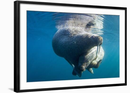 Underwater Walrus, Hudson Bay, Nunavut, Canada-Paul Souders-Framed Photographic Print