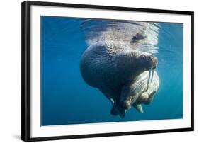 Underwater Walrus, Hudson Bay, Nunavut, Canada-Paul Souders-Framed Photographic Print