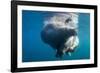 Underwater Walrus, Hudson Bay, Nunavut, Canada-Paul Souders-Framed Photographic Print