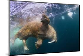 Underwater Walrus, Hudson Bay, Nunavut, Canada-Paul Souders-Mounted Photographic Print