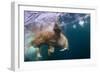 Underwater Walrus, Hudson Bay, Nunavut, Canada-Paul Souders-Framed Photographic Print