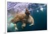 Underwater Walrus, Hudson Bay, Nunavut, Canada-Paul Souders-Framed Photographic Print