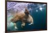 Underwater Walrus, Hudson Bay, Nunavut, Canada-Paul Souders-Framed Photographic Print