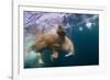 Underwater Walrus, Hudson Bay, Nunavut, Canada-Paul Souders-Framed Photographic Print