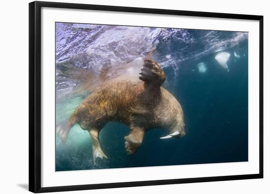 Underwater Walrus, Hudson Bay, Nunavut, Canada-Paul Souders-Framed Photographic Print