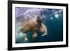 Underwater Walrus, Hudson Bay, Nunavut, Canada-Paul Souders-Framed Photographic Print