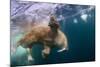 Underwater Walrus, Hudson Bay, Nunavut, Canada-Paul Souders-Mounted Photographic Print