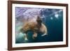 Underwater Walrus, Hudson Bay, Nunavut, Canada-Paul Souders-Framed Photographic Print