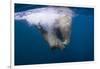 Underwater Walrus, Hudson Bay, Nunavut, Canada-Paul Souders-Framed Photographic Print