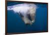 Underwater Walrus, Hudson Bay, Nunavut, Canada-Paul Souders-Framed Photographic Print