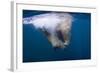 Underwater Walrus, Hudson Bay, Nunavut, Canada-Paul Souders-Framed Photographic Print