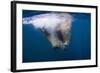 Underwater Walrus, Hudson Bay, Nunavut, Canada-Paul Souders-Framed Photographic Print