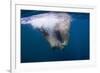 Underwater Walrus, Hudson Bay, Nunavut, Canada-Paul Souders-Framed Photographic Print