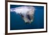 Underwater Walrus, Hudson Bay, Nunavut, Canada-Paul Souders-Framed Photographic Print